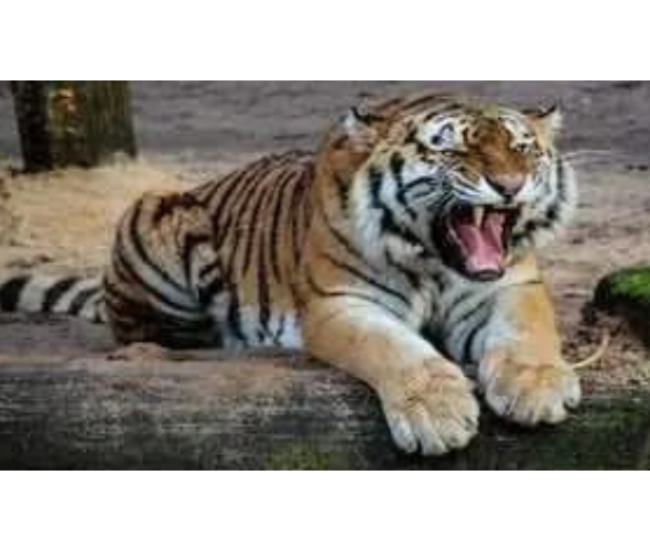 Srisailam Jungle Safari